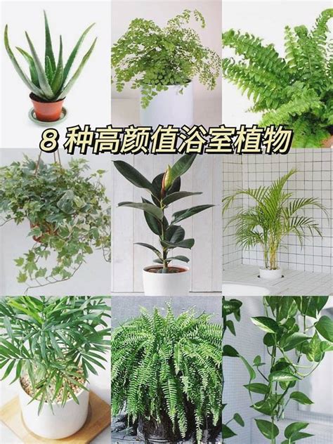 屬陰的植物|【屬陰的植物】家中擺放屬陰的植物恐招來陰氣？深入解析風水與。